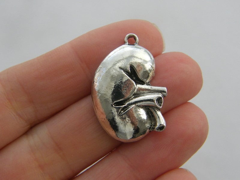 2 Human kidney organ charms antique silver tone MD91